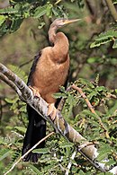 female Ethiopia