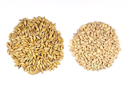 Barley Seeds