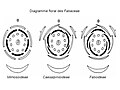 Diagramme floral des Fabaceae.