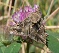 Silver Y (Autographa gamma) Gammaeule