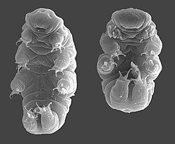 Hypsibius dujardini - lajin karhukainen.