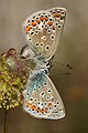 * Nomination Brown argus, (Aricia agestis) in Natura 2000 protected area Greto dello Scrivia By User:Maurizio Carlini --Civvì 16:10, 12 October 2024 (UTC) * Promotion  Support Good quality, good composition --FlocciNivis 09:51, 20 October 2024 (UTC)