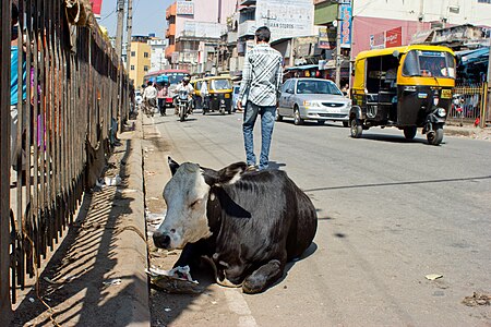 a Cow in Bangalore