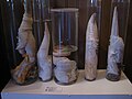 A collection of penises from mink whales (Balaenoptera acutorostrata).