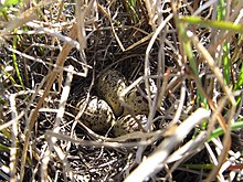 Nestkuhle in dichter Vegetation mit vier Eiern