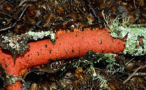 Australovuilleminia coccinea.jpg