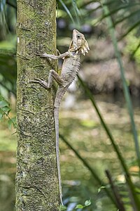 Boyd's forest dragon (Lophosaurus boydii) Daintree 2