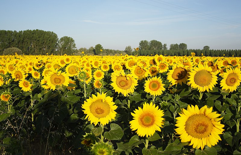 File:Campos de Girasol imgn008.jpg