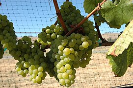 Chardonnay zuria