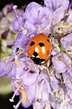 Femprikket marihøne (Coccinella quinquepunctata)