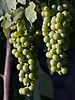 Two bunches of white grapes