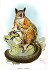 Drawing of brown bushbaby