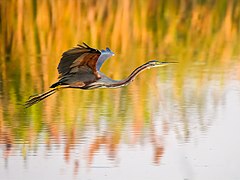 Héron pourpré en vol dans les lagunes de Ria Formosa au Portugal. Mai 2020.