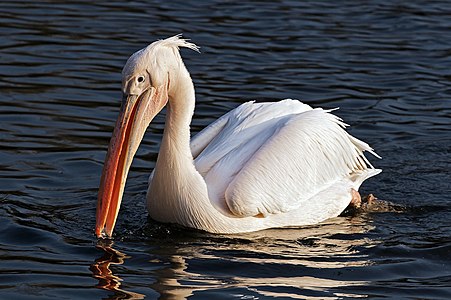 Ak pelikan (Pelecanus onocrotalus), pelikangiller (Pelecanidae) familyasından çok büyük pembe-beyaz bir su kuşu türü. (Üreten: (Dakoman)