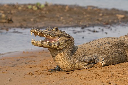 Caiman yacare (Yacare Caiman)