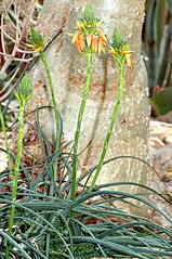 Hábito de Aloe, notar las hojas suculentas y la inflorescencia de crecimiento indeterminado.