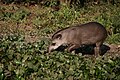 Pantanal, Mato Grosso, Brazil