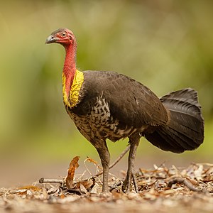 Alectura lathami (Australian Brushturkey)