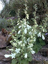 Campanula Campanula dolomitica