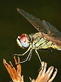 Heidegoldpeerd (Sympetrum fonscolombii)