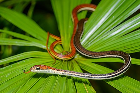 Dendrelaphis caudolineatus, striped bronzeback