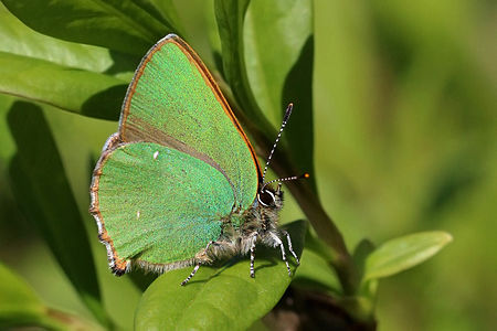 Callophrys rubi (Green Hairstreak)