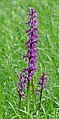 Männliche Knabenkraut (Orchis mascula)