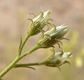 Pleurocoronis pluriseta (Sottotribù Alomiinae)