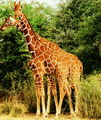 reticulated giraffe