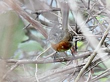 Belted Flycatcher (Xenotriccus callizonus) (5783239031).jpg