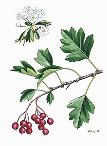 Crataegus monogyna egybigés galagonya.jpg