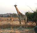 La giraffa di Thornicroft, sottospecie endemica della regione