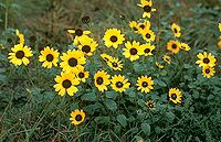 Helianthus petiolaris