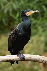 Pelikan takımının karabatakgiller familyasına ait büyük karabatak (Phalacrocorax carbo). Ortalama ağırlığı 2.6 ve 3.7 kg arasında olan bu deniz kuşunun uzunluğu 70 ve 102 cm arasında, kanat açıklığı ise 121 ve 160 cm arasında değişebilir. Bu fotoğraf Avustralya'nın Victoria eyaletinde çekilmiştir. (Üreten:User:Noodle snacks)