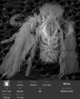 Psychodidae SEM rear view