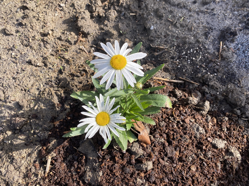 File:Shasta Daisy.png