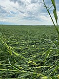 A flattened corn field near Roland, Iowa