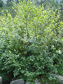 Alnus viridis tree Bulgaria.jpg