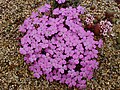 Mateta de clavellets turcs (Dianthus brevicaulis)