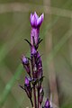 Gentianella aspera