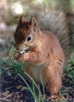 Európai mókus (Sciurus vulgaris)