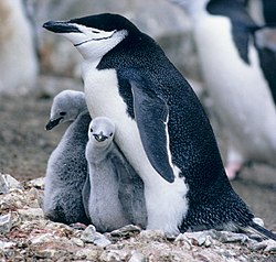 Rempingvin (Pygoscelis antarcticus)