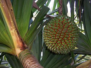 Hojas envainadoras e infrutescencia en Pandanus utilis.