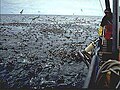 Seabirds attending longline fishing vessel