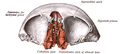 Ethmoid bone (red) and frontal bone, seen from bottom. Olfactory foramina are illustrated.