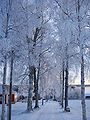 View of frozen tree-lined avenue in Bäcka Herrgård with Lake Siljan in background.