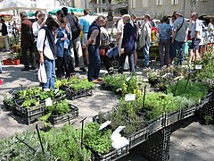 Herbes de Provence du marché d'Uzès