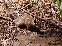 Myrmecobius