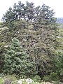 Pinsapo de la escaleretas, el más grande de la Sierra de las Nieves.