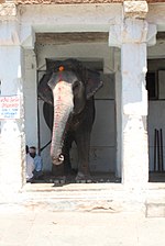 Temple elephant of Virupaksha Temple